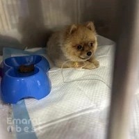 Al Rawdah Veterinary Clinic | عيادة الروضة البيطرية