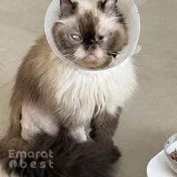 The Cat Vet