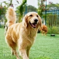 Dogizone training