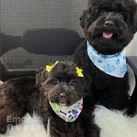 Pet Avenue Boutique and Spa