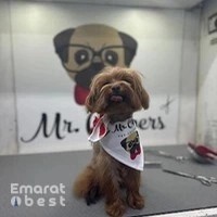 Mr Clippers Pet Grooming & Daycare