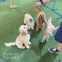ASGARD Doggy Daycare