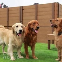 ASGARD Doggy Daycare