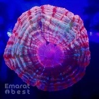 Reeflections Fish & Live Animals Trading