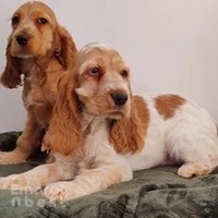 PUPPIES IN DUBAI