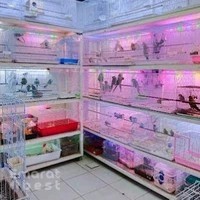 Creatures Oasis
