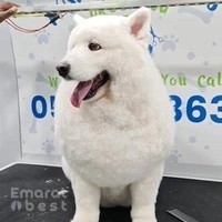 Mobile Pet Grooming UAE