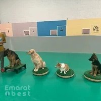 Cleverdog