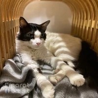 Pawsome Pets UAE