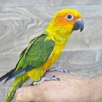 Siberia Bird Shop