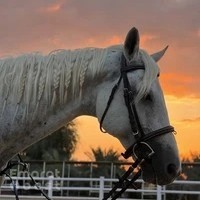 Horse riding Dubai