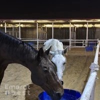 اسطبل الأصيل Al Aseel Stable