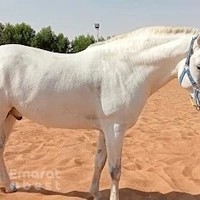 Royal Horse Center