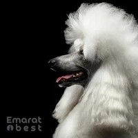 WAG Pet Care واج للحيوانات الأليفة