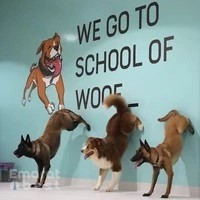 Everything Dog & School of Woof