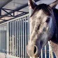 Stable