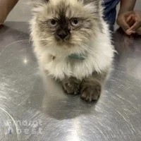 Advance pet clinic