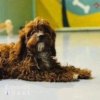 Happy Buddies - Dog Daycare & Boarding