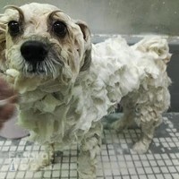 Furry Friends JVC