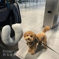 Blue Sky Pet Relocation