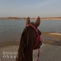Happy Dunes Stables