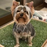Paws on Pause