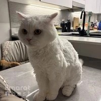 Paw Celebration Pet Grooming & Boutique