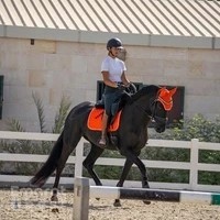 Elite Sport Horses