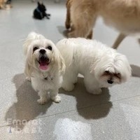 Olivier Zoppi | Dog Psychology Center Dog training and rehabilitation center