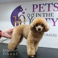 800-GROOM Pets in the City Mobile Grooming