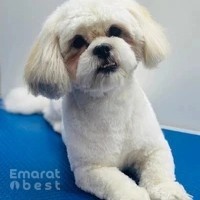 Happy Puppy Grooming Boutique