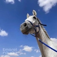 Mohd Al khamri Stable
