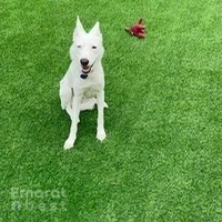 Shoosh World For Domestic Pets Boarding