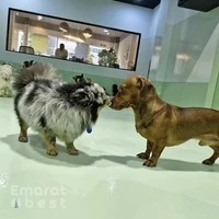 The Barking Lot | Business Bay