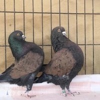 Falcon Garah trade birds and pets