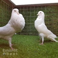 Falcon Garah trade birds and pets