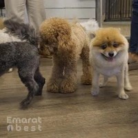 Six Pawz Pet Store & Grooming