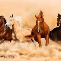 Horse Riding Club, Dubai