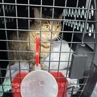 Pet Express LLC