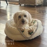 Snoopy Pets Relocation Services