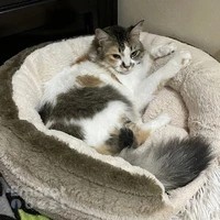 Paws and Claws Veterinary Clinic Al Ain