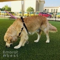 Happy Walk Pet Care