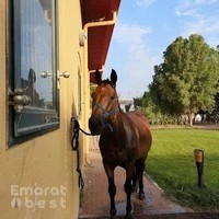Horse Stables In Palm Resort