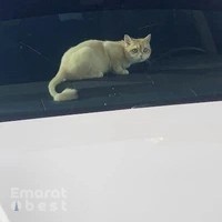 عيادة بت ادفانس البيطرية،عيادةبيطرية.
