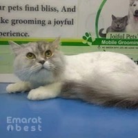 Joiful Pets Grooming