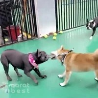 Churchwoods Pet Hotel & Daycare