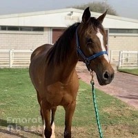Fazza Endurance Stable