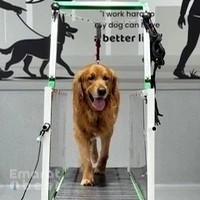 Olivier Zoppi Dog Psychology Center - Meydan