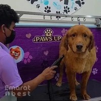 Paws Up Pet Grooming & Pet Shop – JVC Dubai