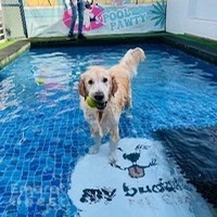 My Buddy Pet Care